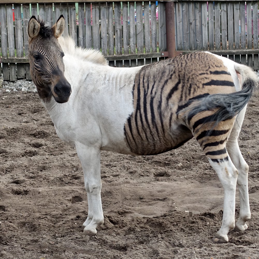 ZORSE
