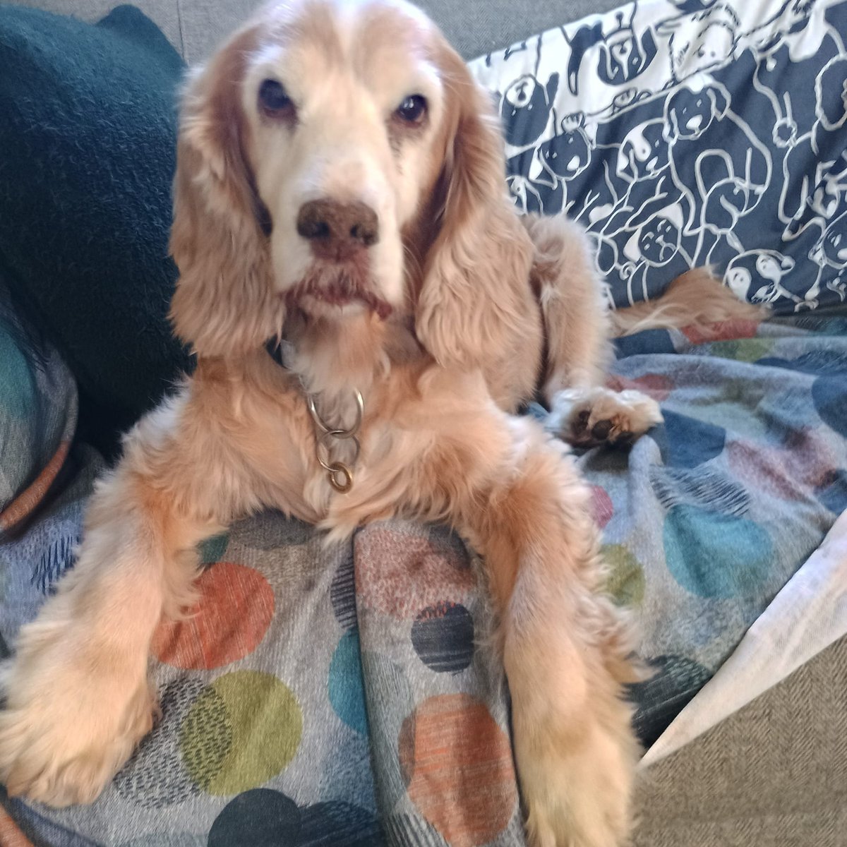 MissingPetsGB's tweet photo. 🐕#URGENT #Tadmarton #Banbury #Uk

KELSEY #missing #spaniel
SHE IS DEAF, ELDERLY &amp; SENILE &amp; went missing from her garden 16 August 2026 in
#WestOxfordshire #OX15
Kelsey is MICROCHIPPED &amp; a retired member of hearing dogs community. She has arthritis in her back legs #stolendoghour https://t.co/PwyRQWdYHQ