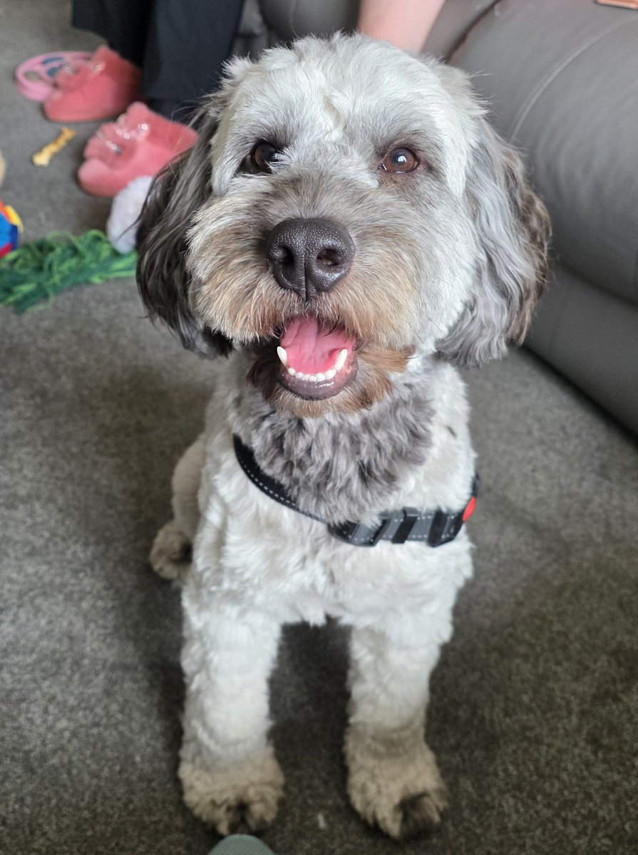 PawsAndReflect1's tweet photo. Today I've been working with clever Kevin the cockerpoo who absolutely nailed his impulse control training 👏 👌 https://t.co/ASa1mlXQWi