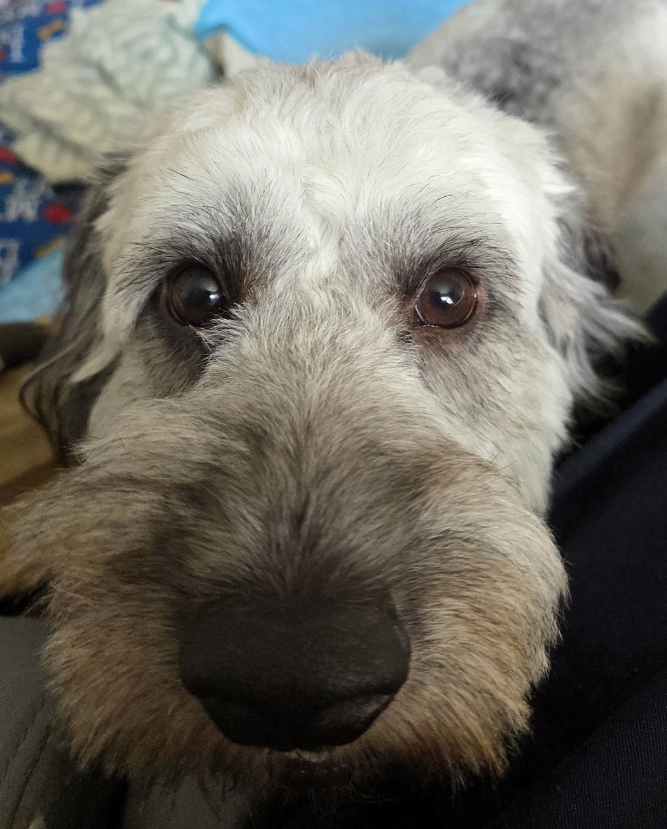 PawsAndReflect1's tweet photo. Today I've been working with clever Kevin the cockerpoo who absolutely nailed his impulse control training 👏 👌 https://t.co/ASa1mlXQWi