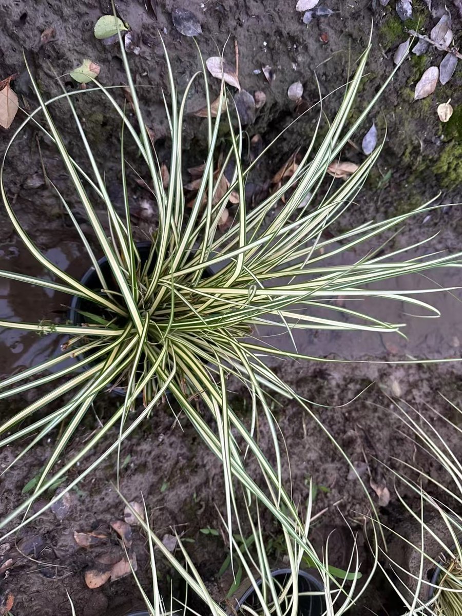 HammondsEyePrac's tweet photo. Growth isn’t about never falling—it’s about getting up, dusting off, and seeing what soft, stronger parts of yourself grow in the cracks. https://t.co/8se7KCmXP8