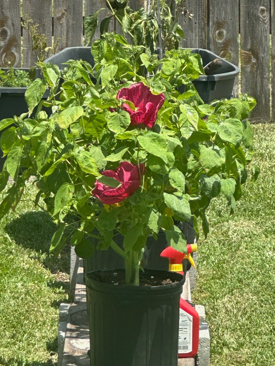 yankeewoman's tweet photo. Here is myHiibiscus blooming !!!  💜 https://t.co/zO00Rwpd2m