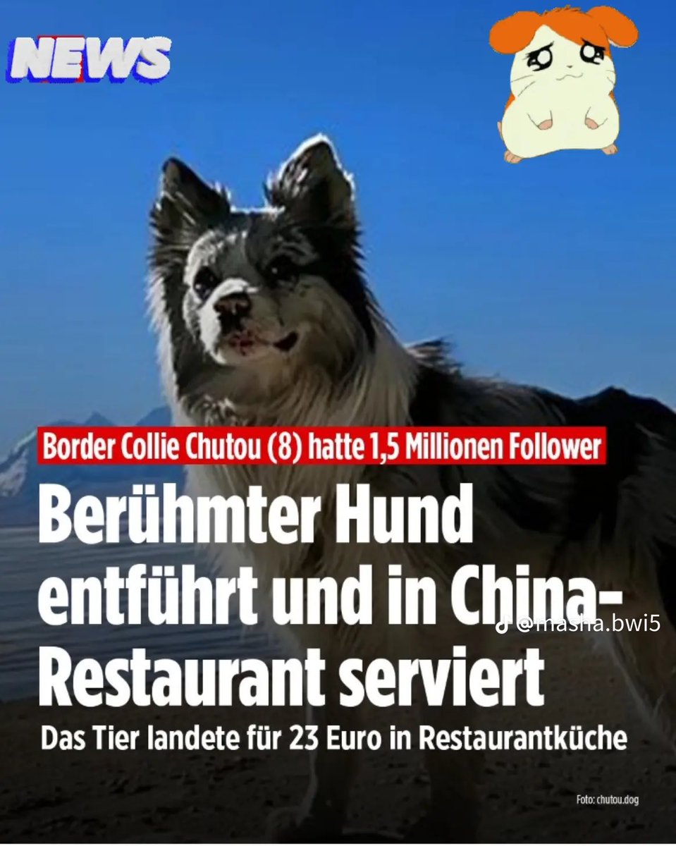 mama00007777's tweet photo. 鄭州(中国)-150万人のフォロワーを持つ犬が中国の農場から誘拐され、専門レストランに売られました。そこで、ボーダーコリー・チュトウ(8)が同じ日に殺され、食べられました。その飼い主である河南省出身の有名な旅行ブロガーのグオは、今や必死に正義のために戦っています。

8年間、その犬は主人と一緒に中国中を旅しました。何百万人ものユーザーがソーシャルメディアで二人をフォローしました。しかし、5月には、グオはジョージアを一人旅しました。チュトウは両親の農場に滞在しました。そこで信じられないことが起こりました。監視カメラには、チュトウが野原で居眠りしているのが映っていました。その後、2人の男性が電動スクーターで現れ、彼と姿を消したと「南華早報」が報じています

彼がこれを知ったとき、彼はすぐに家に飛びました。5月末に、彼は疑わしい泥棒の1人を追跡することに成功しました。彼は彼の愛するチュトウを返すために1300ユーロ相当を提供しました。その男は、チュトウを野良犬と間違えたと主張しました。彼は首輪と追跡装置を着用していました。

その後、グオは恐ろしい真実を知りました。泥棒たちは彼のお気に入りを23ユーロ相当で、犬肉を使った料理を専門とするレストランに売ってしまったのです。それはすでに彼に客に提供されていました。驚いたグオは毛皮すら取り戻せませんでした。レストランの肉屋は「ずっと前にゴミ箱に捨てた」のです

報道によると、容疑者は郭氏に対して、「犬は死んでいるから、そんなに騒ぐな。私は法律を犯していない」と言ったとされています。郭氏はそれについて正しいかもしれません。郭氏は警察に苦情を申し立てましたが、河南省では、盗難は戦利品の価値が2,000元を超える場合にのみ起訴されます。

グオによると、彼はストリートベンダーから正確に2,000元(260ユーロ)で子犬として2018年のボーダーコリーを購入したという。もし彼が盗難当時のチュトウの価値がより高かったことを証明できれば、容疑者は3年の懲役刑に直面することになる。

#nachrichtenausallerwelt
#hund
#china
#Spezialitätenrestaurant