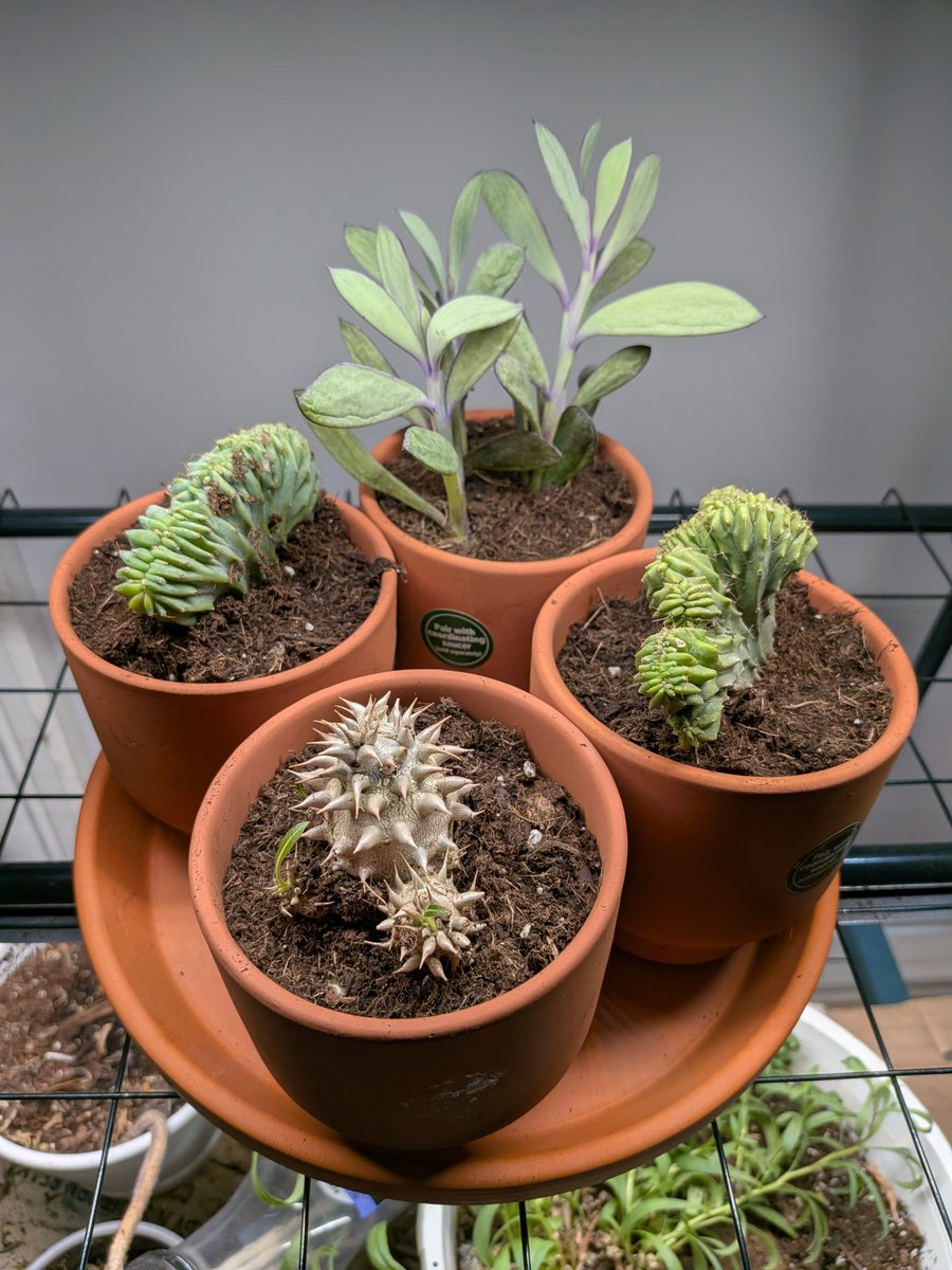 sweetrelease42's tweet photo. I got these lil guys from Walmart a couple months back to try out some succulents and cacti and I guess I can say that they are growing like weeds. Got a propeller plant, two dinosaur back cactus, and a Pachypodium from Madagascar. These hardy lil guys are perfect for anyone starting out