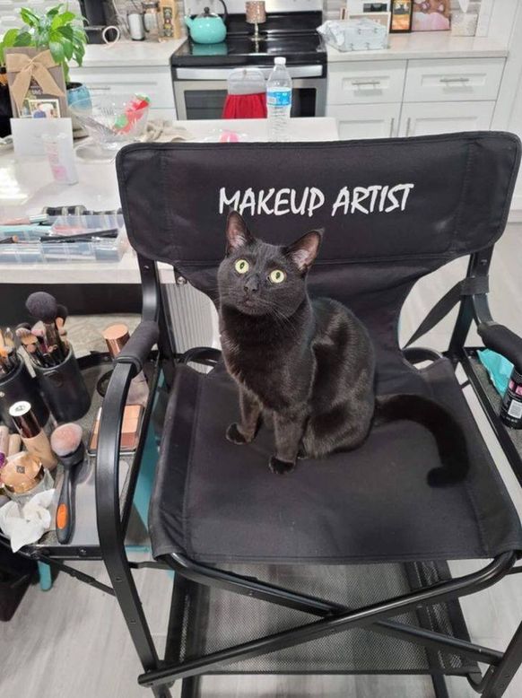 CatWorkers's tweet photo. https://t.co/ax5etBjD9C
