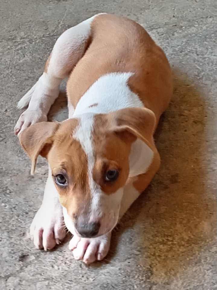 lyssitta's tweet photo. #ServicioSocial
ADOPTA 🐾💕

Se dan en adopción son hembras nacieron el 26 de junio se les a dado solo primer dosis de desparasitante quien las adopte tendrá q darles la otra dosis y ponerle la parvo para más información le dejaré mi número 71657633
Zona Ciudad Delgado https://t.co/HUmrAiwc6g