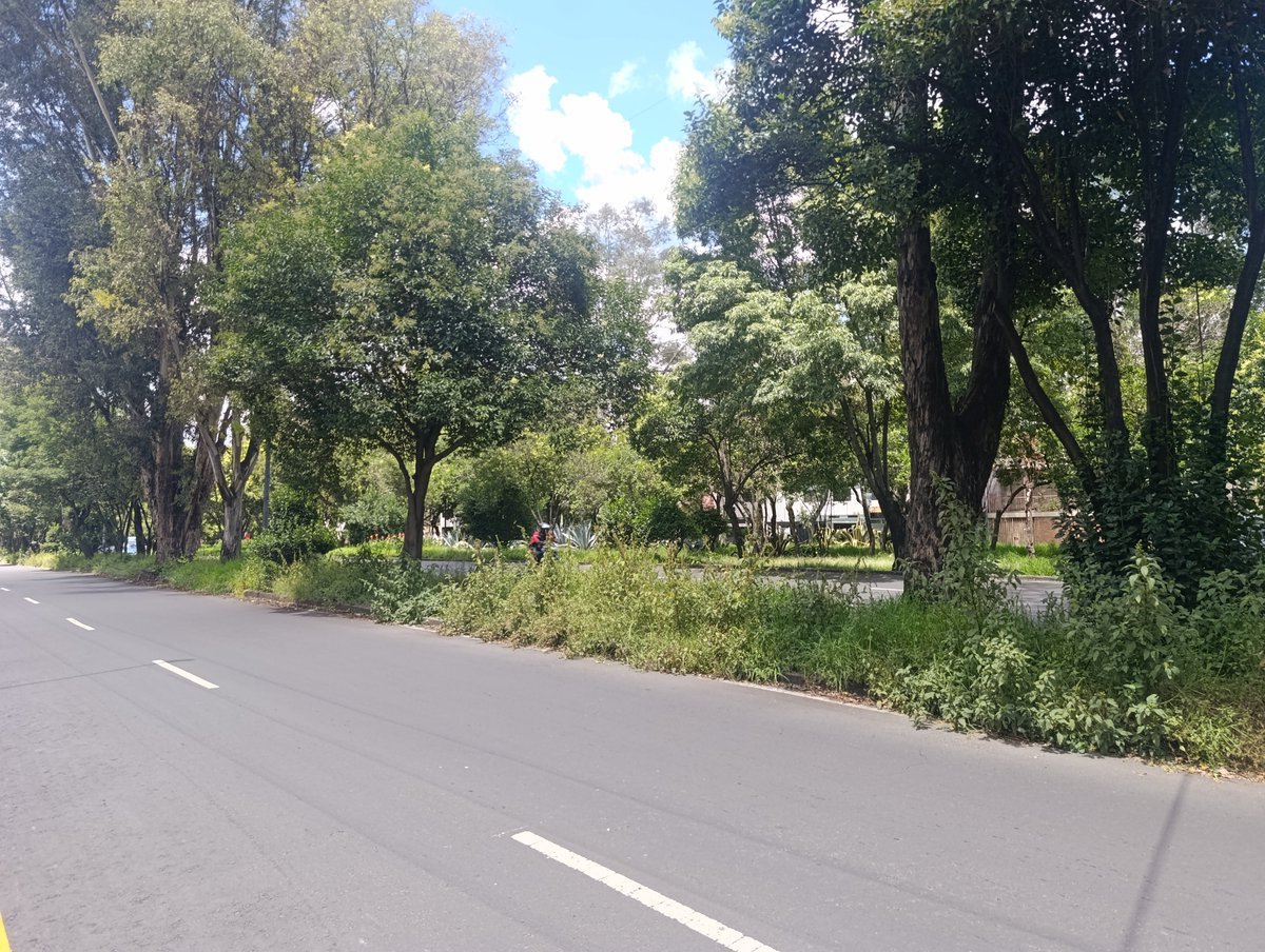GeneralKendol's tweet photo. Siguen sin podar la selva que tienen en el camellón de  Vía Láctea!!! Hasta cuándo Alcalde de Coyoacán???
@Alcaldia_Coy @CoyoacanAsocCH @MascotaCoyoacan @coylavoz @CoyoacanDenunci https://t.co/b9FQu0c958