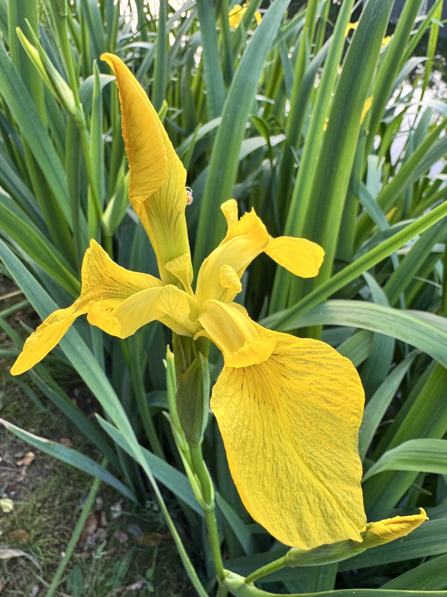 Subhranil_B's tweet photo. "Inner beauty exudes confidence and whispers contentment"

✍️SUBHRANILBANERJEE ©️

.
..
...

#Quoteoftheday
#SundayYellow https://t.co/QqiqelTRY5