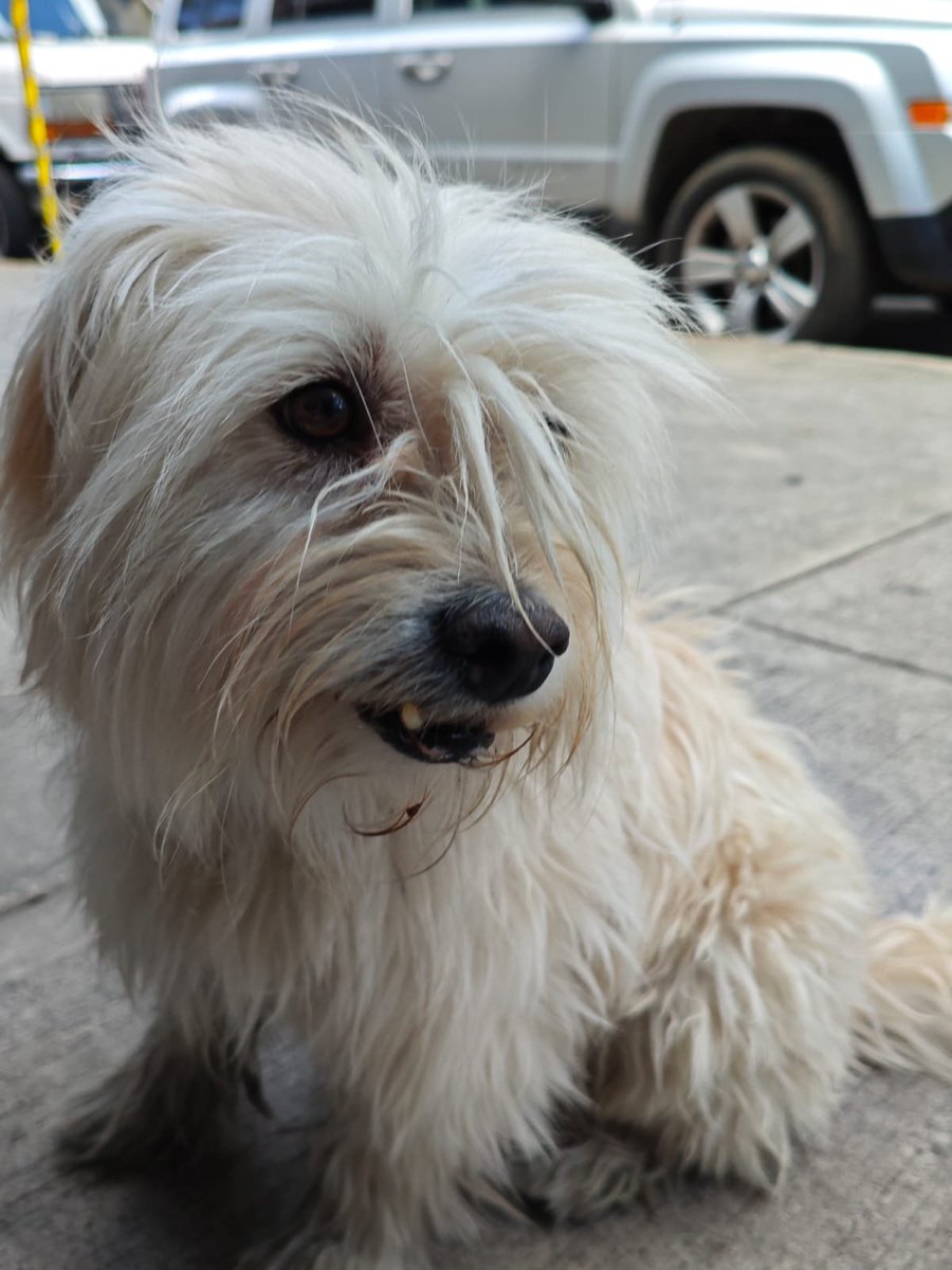brentibrent's tweet photo. bbs un amigo se encontró a este perrito en la roma sur, estaba a punto de ser atropellado pero ya está en resguardo. ¿me ayudan a repostear en caso de que esté perdido? no trae collar ni placa :( https://t.co/0MyOiJgpLX