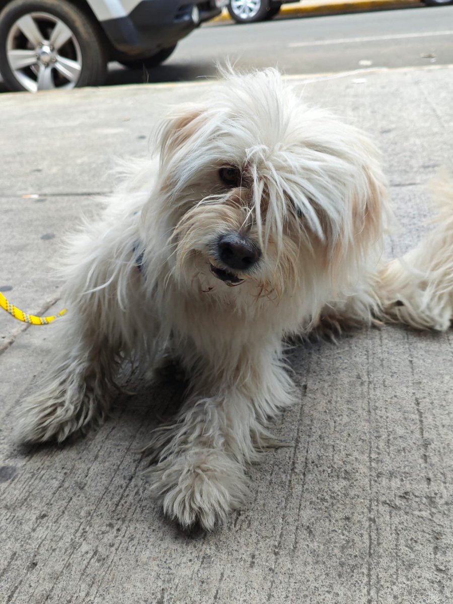 brentibrent's tweet photo. bbs un amigo se encontró a este perrito en la roma sur, estaba a punto de ser atropellado pero ya está en resguardo. ¿me ayudan a repostear en caso de que esté perdido? no trae collar ni placa :( https://t.co/0MyOiJgpLX