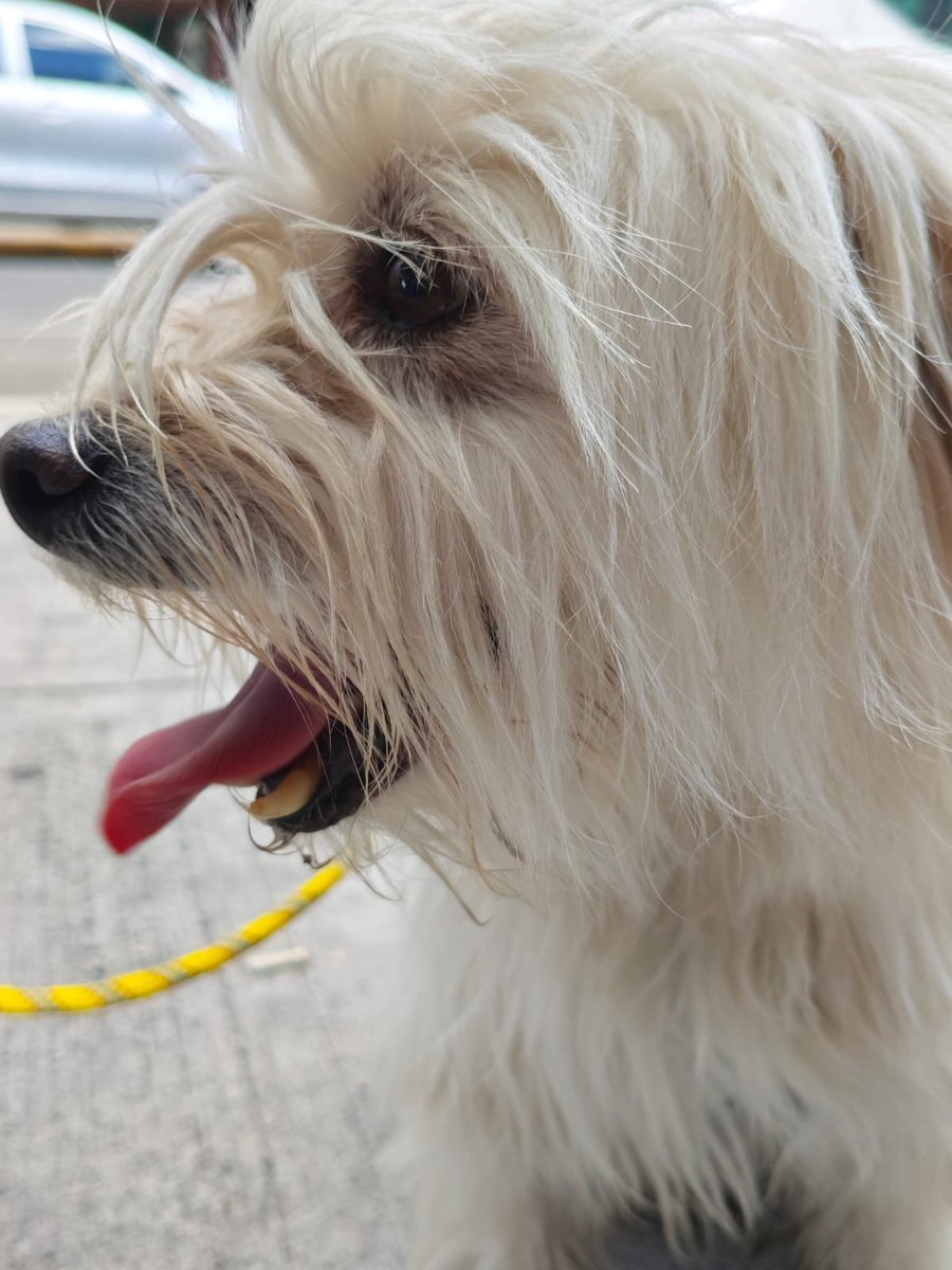 brentibrent's tweet photo. bbs un amigo se encontró a este perrito en la roma sur, estaba a punto de ser atropellado pero ya está en resguardo. ¿me ayudan a repostear en caso de que esté perdido? no trae collar ni placa :( https://t.co/0MyOiJgpLX
