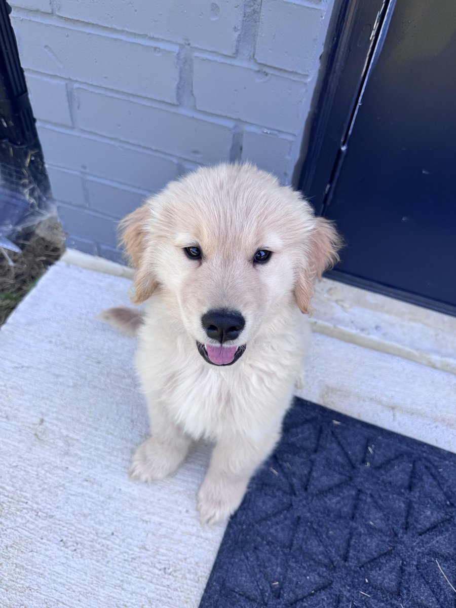 TheSommerset's tweet photo. Toby says hi!! 🥰 https://t.co/Yf9Nyv6ela