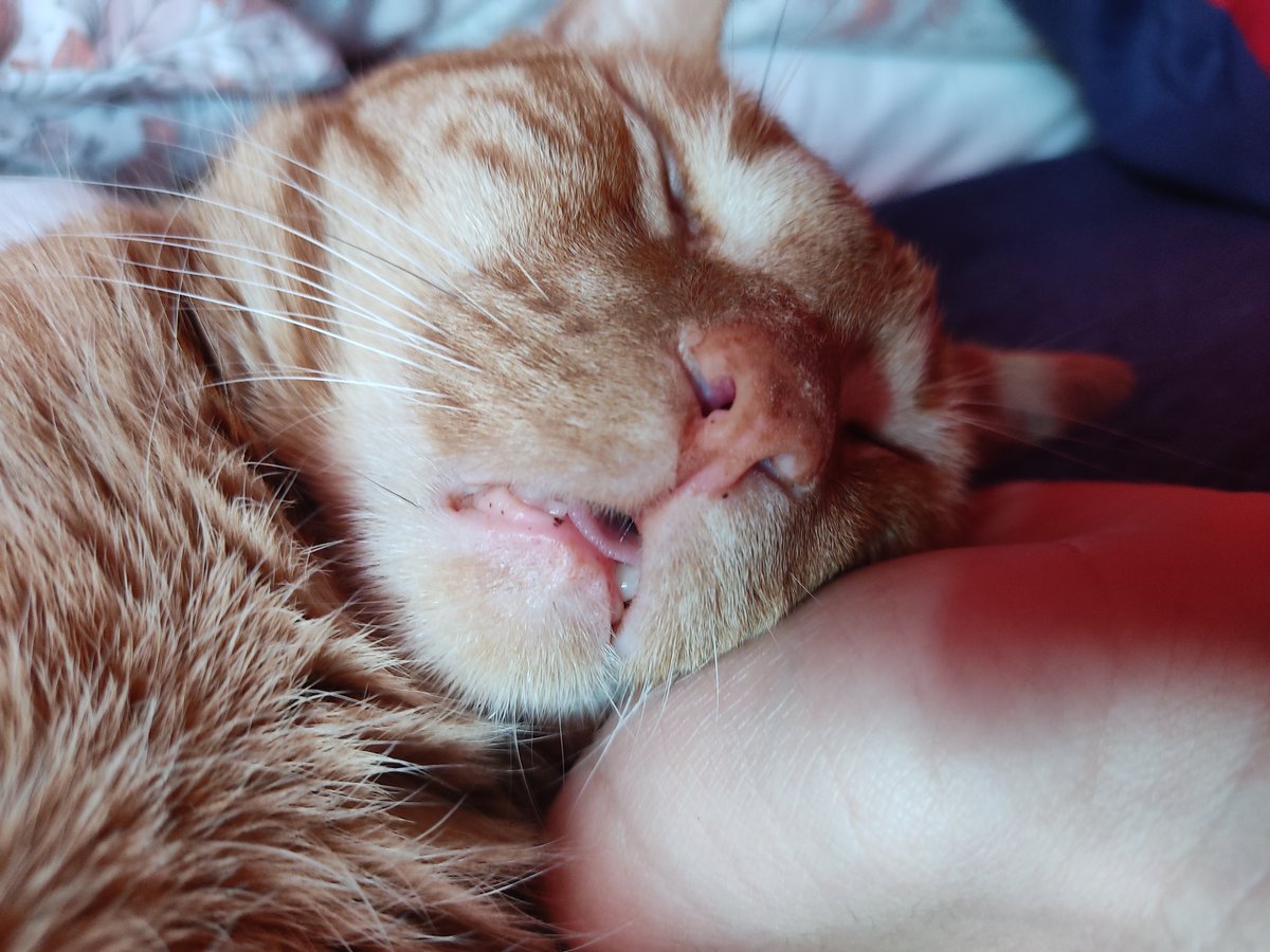 akawings_'s tweet photo. me mata la idea de que un animalito confíe tanto en vos que se duerme sin problema COMO TE VAS A DORMIR EN MI MANO TE AMO https://t.co/6TYOXMMd6u