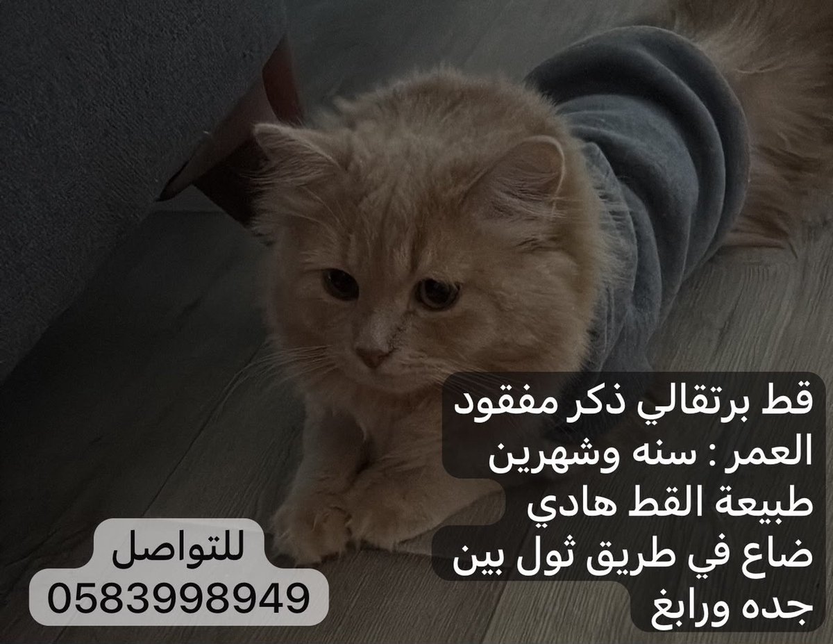 Animal_rescue0's tweet photo. #مفقود_في_جده
انا كنت مسافر وصار علي حادث للاسف على طريق ثول بعد محطة لتر بين جدة ورابغ وكان معي بالسيارة قطي وضاع علي معد لقيته لمن صحيت من الحادث ورجعت ادور له مو لاقيه واخاف انه ضايع بالبر وما حوله حاجة 

القط اسمه: كرك  
عمره: سنة وشهرين 
الجنس: ذكر 
ارجو التواصل عند العثور عليه على الرقم هدا: 0583998949