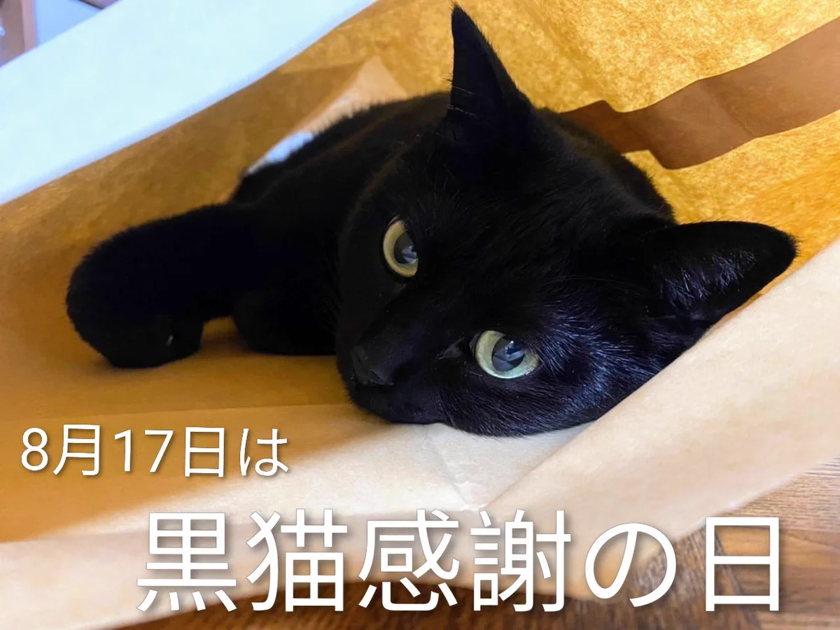 8月17日「黒猫感謝の日」で世界の黒猫愛が広がる