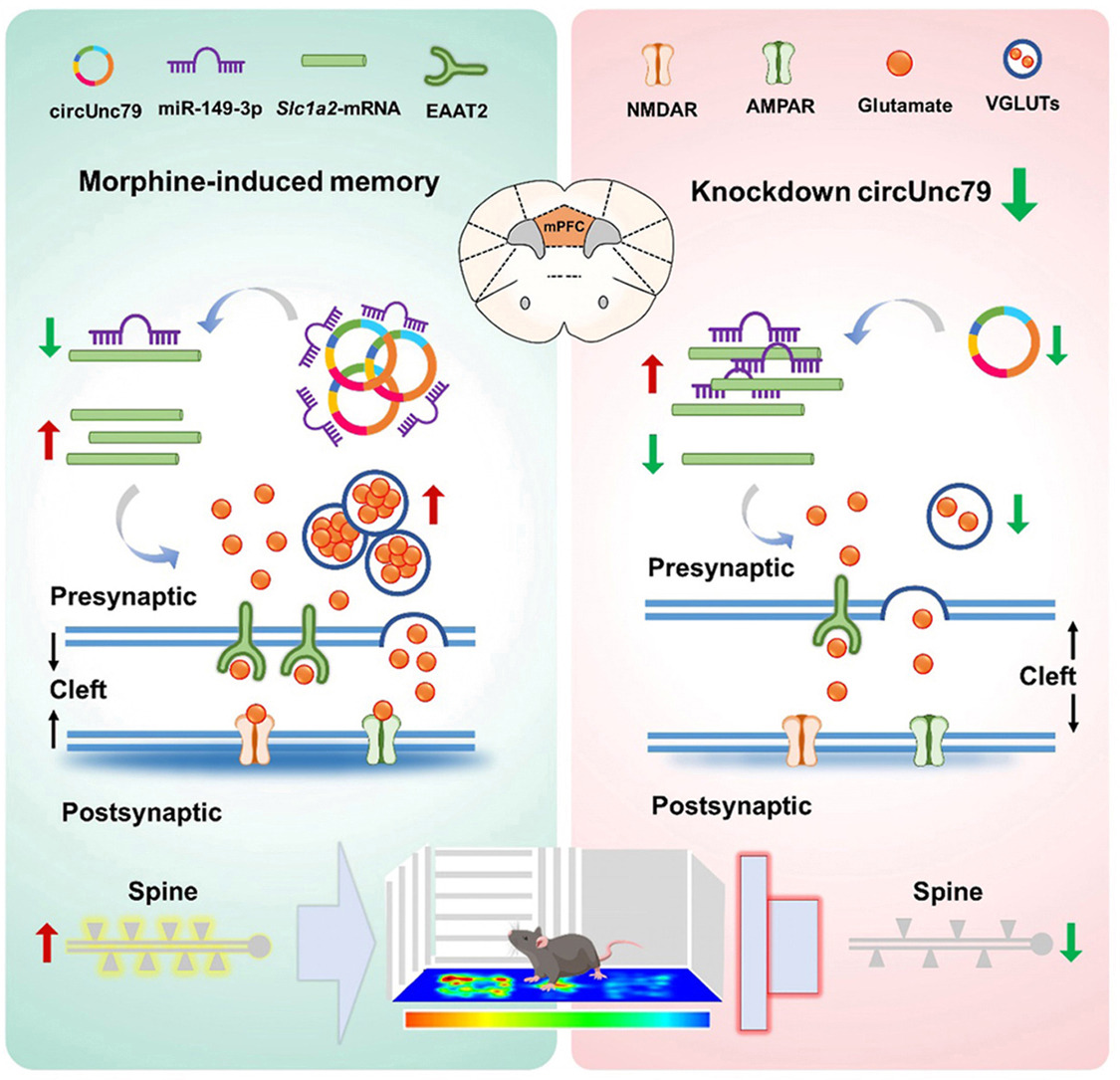 ActaPharmSinB's tweet photo. Article✍️Novel #circUnc79 regulates #morphine-induced reward #memory via the #miR-149-3p/#EAAT2 axis and #glutamatergic #plasticity. From Dr. Yan @Xi'anJiaotongUniversity; @Sciencedirect; @ElsevierConnect.
https://t.co/v4D9BuCJMH. https://t.co/OBrSxwM62s