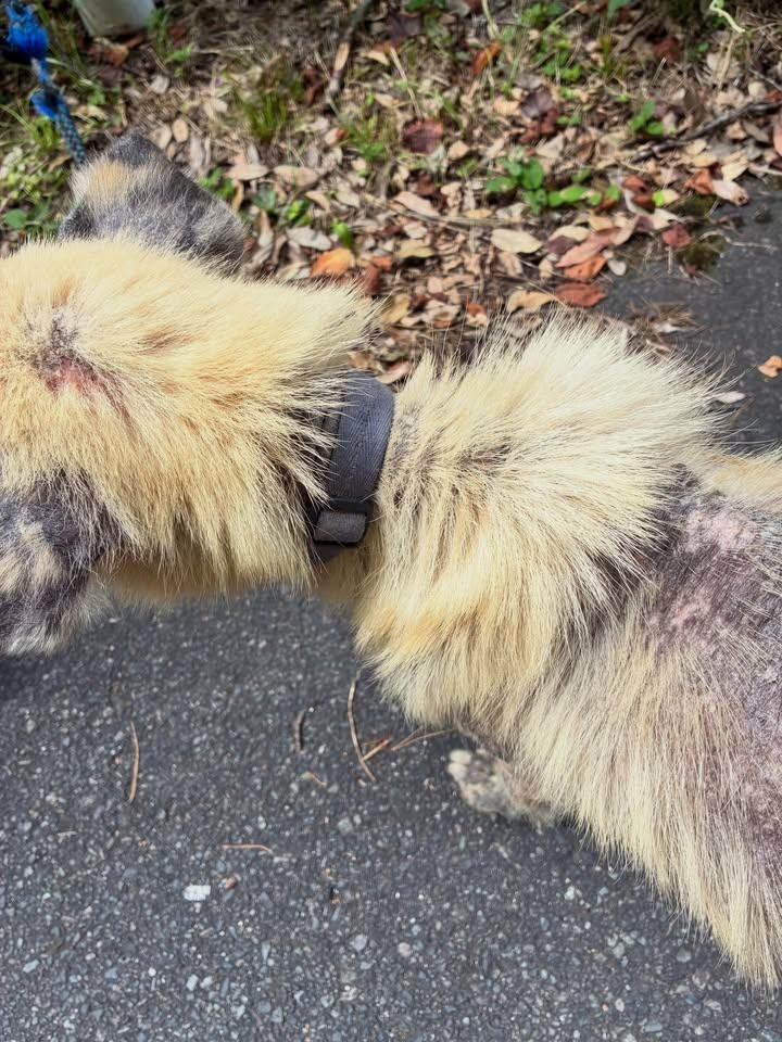 280922michi_12's tweet photo. #迷い犬
#飼い主探しています
#鳥取県南部町緑水湖
https://t.co/4t3hPpR7K5 https://t.co/TKDnJxB3VR