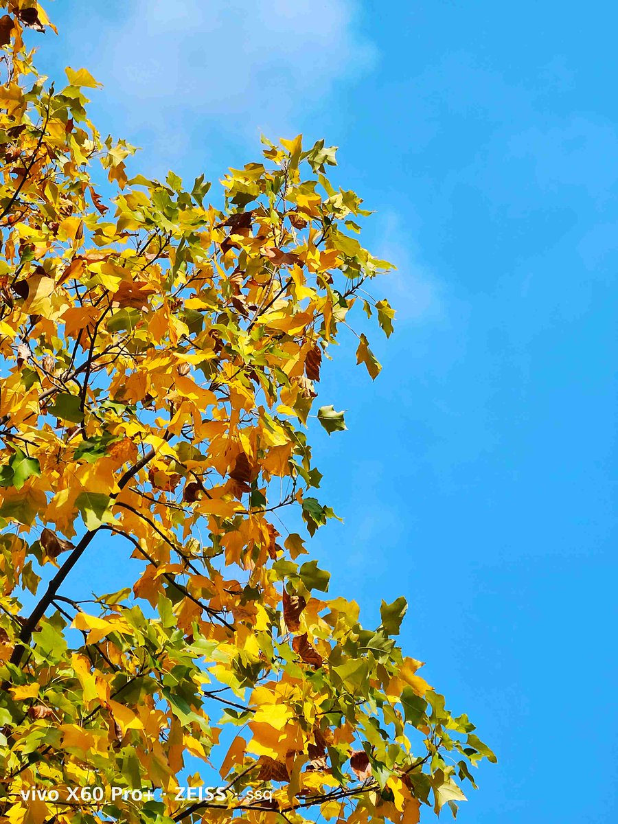 cookedtrip's tweet photo. Sunny weekend vibes! Nothing beats grabbing an iced coffee and strolling through the park with autumn leaves underfoot. https://t.co/UYP3BxvS5U