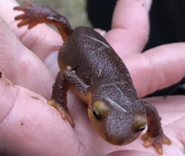 tuleyomeorg's tweet photo. Did you know that California Newts, in addition to being adorable, also produce the potent neurotoxin tetrodotoxin? Learn more about these denizens of the Coast Ranges in this month's Monumental Questions article:

https://t.co/AwbNhIWQ0g https://t.co/eAO4Keg0PD