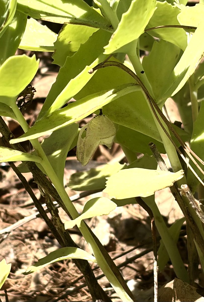 geyer00's tweet photo. A magnified view of the remnant of the Chrysalis after the Monarch Butterfly has emerged! https://t.co/fF2f2MhtsX