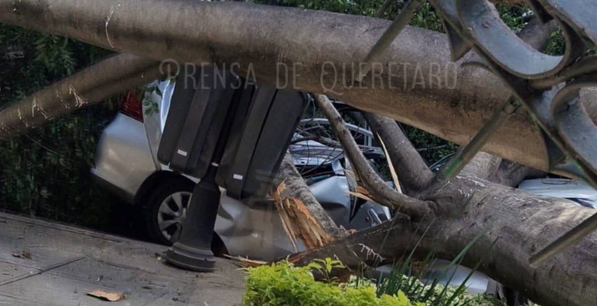 ZorroParlanchin's tweet photo. La caída de un enorme árbol en la Alameda #Querétaro se pudo prevenir si Servicios Públicos Municipales que dirige el hermano de cierta vocera, tuviera un programa de mantenimiento y poda. Una persona fallecida y personas atrapadas en coche que los medios chayoteros callaran. https://t.co/T0b3O4vmF5