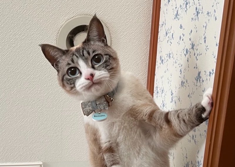 sekonao's tweet photo. 降りられなくて唇噛んでるのかわいい https://t.co/Ap0hpmysAZ
