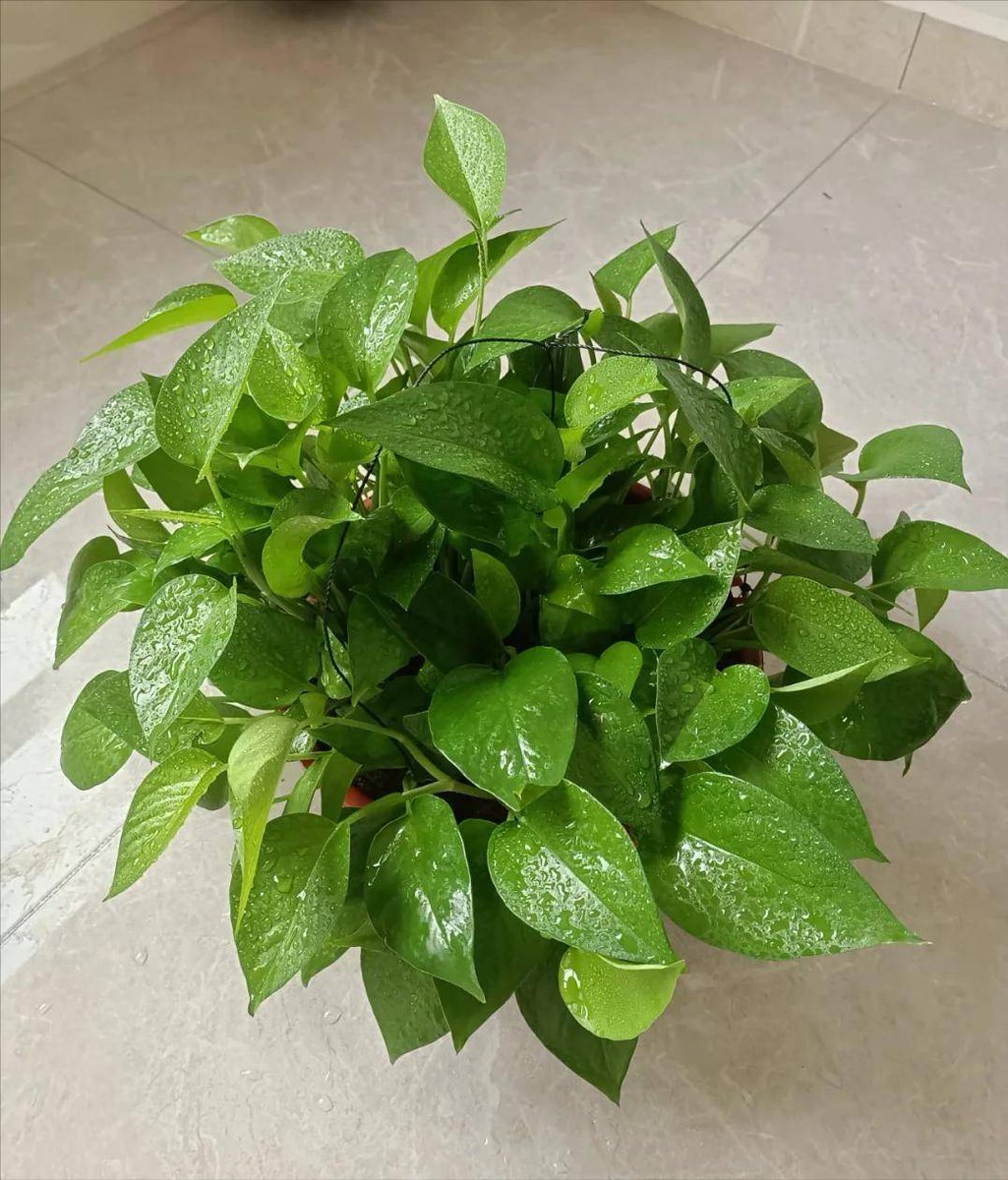 UTrime's tweet photo. Want your pothos to thrive Place it in bright indirect light, water when top 2 inches of soil feel dry, and wipe leaves to keep them dust-free! It’s such an easy low-maintenance green buddy to liven up your space. https://t.co/9iAbIQQS49