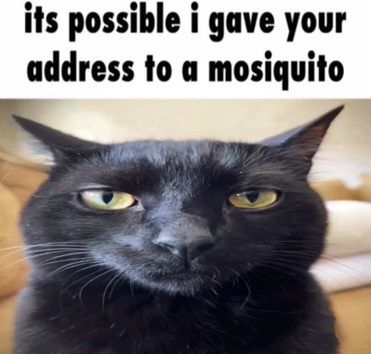 raccoonesthetic's tweet photo. https://t.co/ONS9XC3s8t