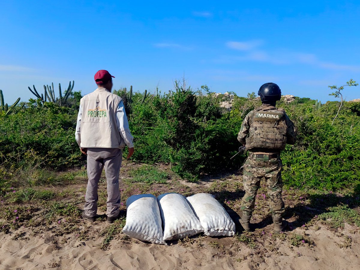 wilmergl_'s tweet photo. #Entérate 📰 Recuperan casi 10 mil huevos de #tortugamarina en santuario de #Oaxaca

La Procuraduría Federal de Protección al Ambiente (Profepa) recuperó 9,500 huevos de tortuga marina golfina en el Área Natural Protegida con categoría de santuario Playa Morro Ayuta en la región del Istmo de Tehuantepec.

La dependencia informó que durante los recorridos de vigilancia —como parte del operativo de protección a la tortuga— realizados los días 6 y 7 de agosto por personal de la Secretaría de Marina, Guardia Nacional y Profepa, se recuperaron 9,500 huevos, los cuales habían sido abandonados en costales dentro de la vegetación de las dunas costeras del santuario.

“Estos productos ya no son aptos para continuar su desarrollo debido al movimiento inadecuado y brusco al que fueron sujetos, por lo que se les dio destino final mediante el entierro total en un área libre de anidación”, indicó la dependencia en un comunicado.
.
#wilmergildigital #noticias