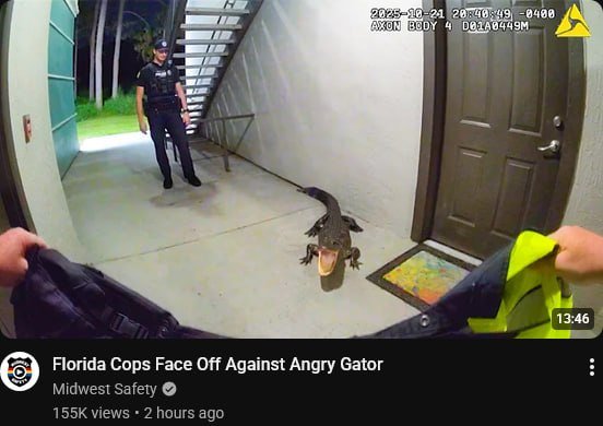 Ammogators's tweet photo. I know my rights!  You can't lay a hand on me without taking me to dinner first! https://t.co/P3DXub0oLf