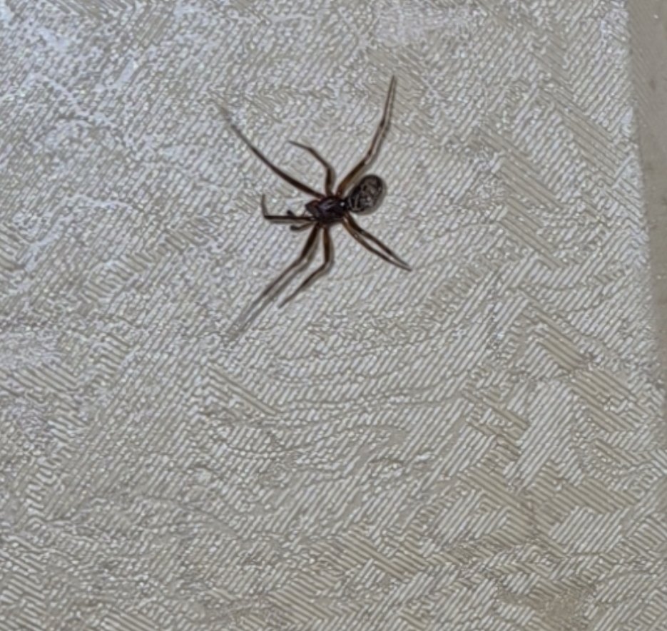 Idiotblurryface's tweet photo. My spider Bogdan , i like him (idk for what i this post) https://t.co/93wLyVpvwF