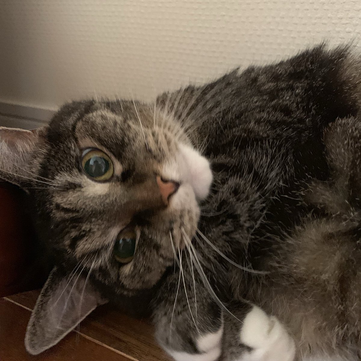 kimikage07's tweet photo. おはにゃん！
今週もがんばっていこうにゃの。

#いつかのくつしたさん
#蔵出しくつしたさん https://t.co/BJvlROToUG