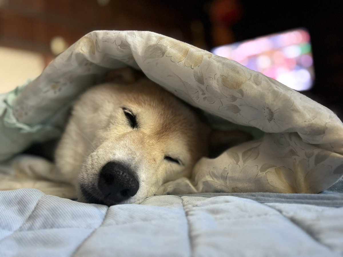 inu_10kg's tweet photo. おはようさん
離れると起きちゃう犬みて今日も一日なんとか https://t.co/DTIgH6Xq10