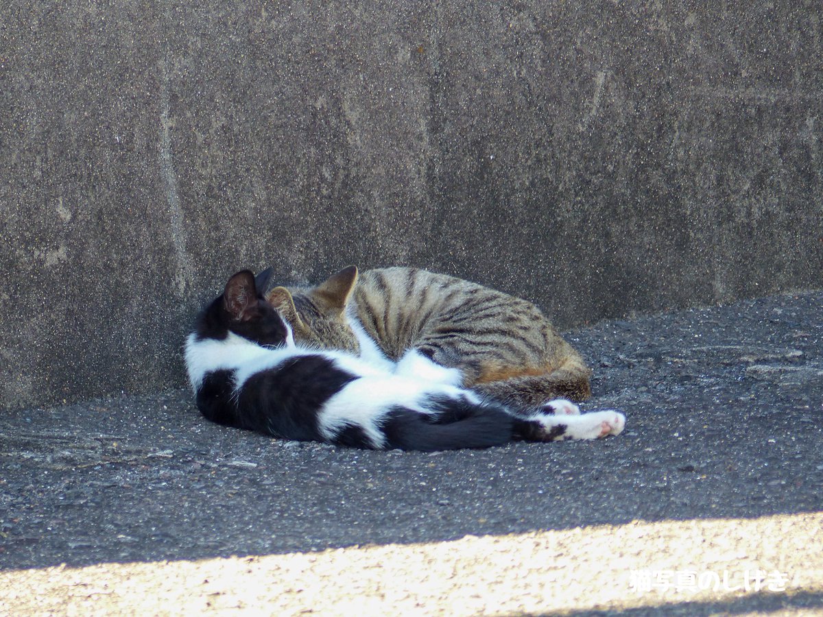 shigeki_cat's tweet photo. 2匹🐱
.
#仲良く
#猫 #cat #ねこ https://t.co/iPT8e0UBLB