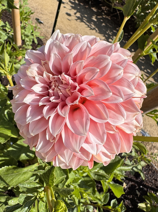 ShanthaRMohan's tweet photo. "My religion is very simple. My religion is kindness."
- Dalai Lama.
๐
Good morning!
Wishing you a lovely Monday full of kindness!
#ColorADay #PinkMon
#dailyflowers ๐ฑ #flowerreport #bloomscrolling
#DailyFlowers https://t.co/X7Yt8nsYKh