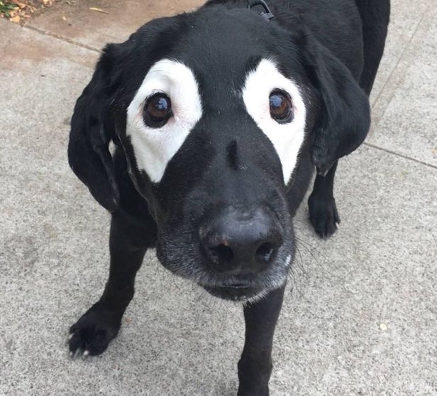 PostingOften's tweet photo. What would you name this dog? https://t.co/bgHHmBH1Zu