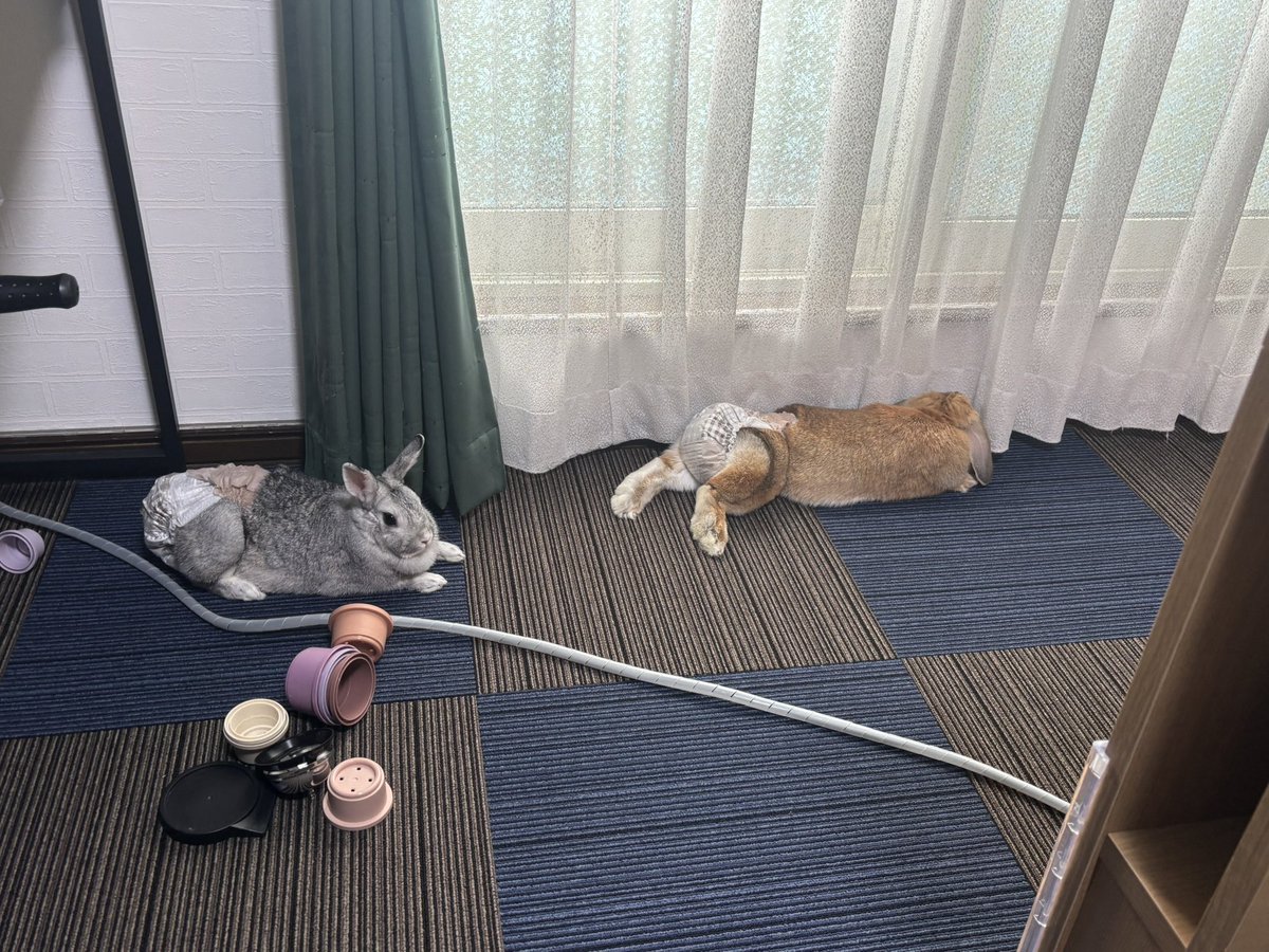 CJB2024's tweet photo. おはようございます(*ᵕ ᵕ)"
昨日はなんだか寝付けなかったですが
朝は時間通りにやってきますね😪…
眠気に負けず、頑張っていきましょう💪！
 #予定 https://t.co/OPv5JWDyRf