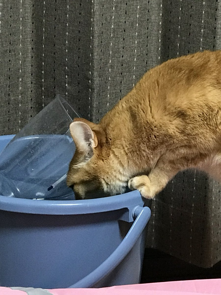 rutile_1_2023's tweet photo. 同じおバケツでも、水位を変えたりꕀ⋆

お風呂の洗面器もわりと好評だった。

これから  #FeliAIM が流通したとしても、 #飲水習慣 がしっかりなければ…なかなかご長寿は難しいと思うんだなぁ。

素人意見だけども。

お水飲むように仕向けていきましょう！
(美羽はぬるま湯好きでした！)

#猫 https://t.co/EeetjP65I9