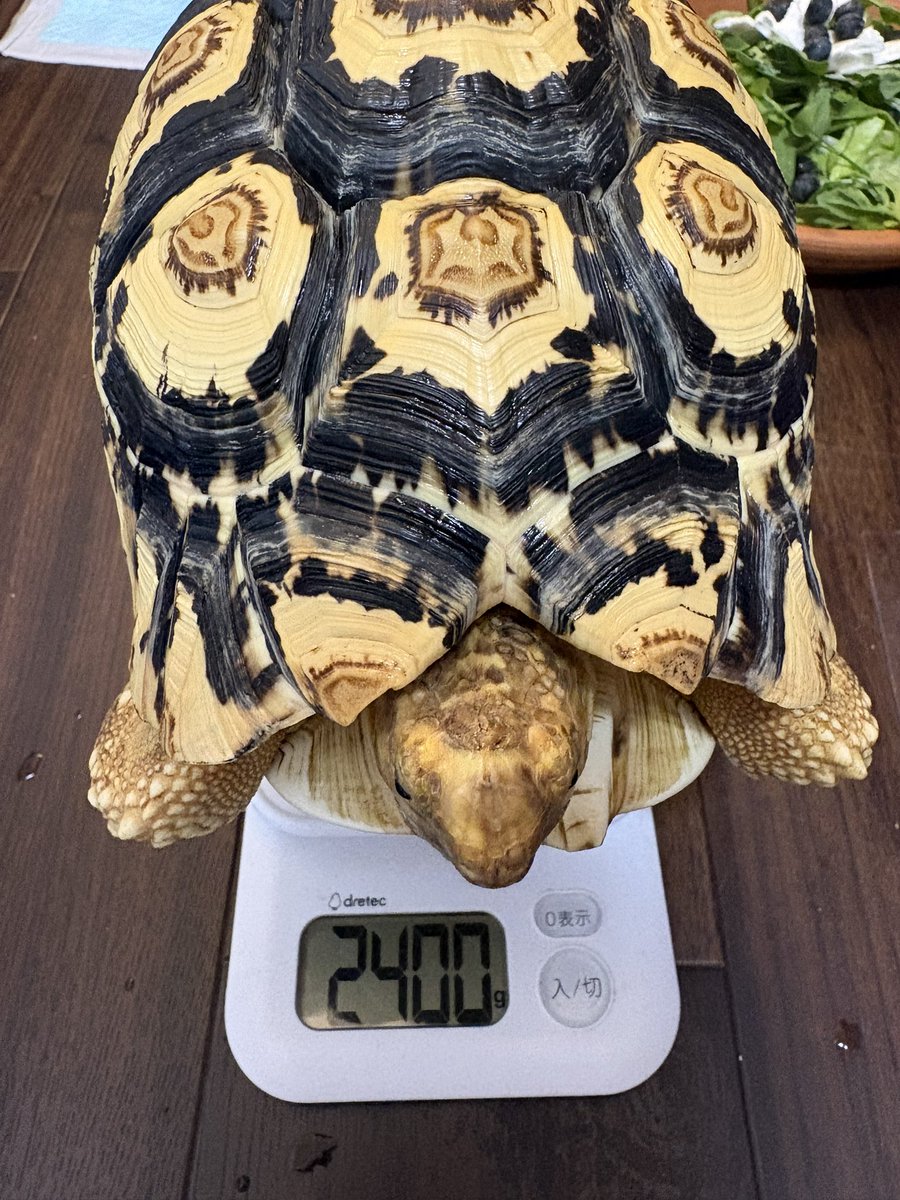 EKamelife's tweet photo. 🤍定期身体計測📏
　甲長: 24.5cm(+1.0)
　体重: 2400g(+252)
　でした！

#シロノワール成長記録 https://t.co/afoD7zRj0G