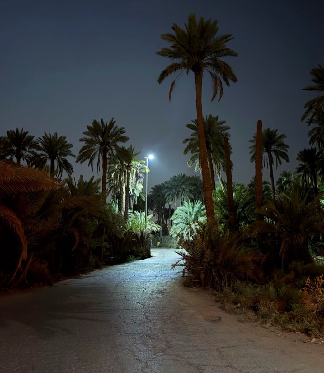 lsurogr's tweet photo. 🌴 https://t.co/sdWv50juF3