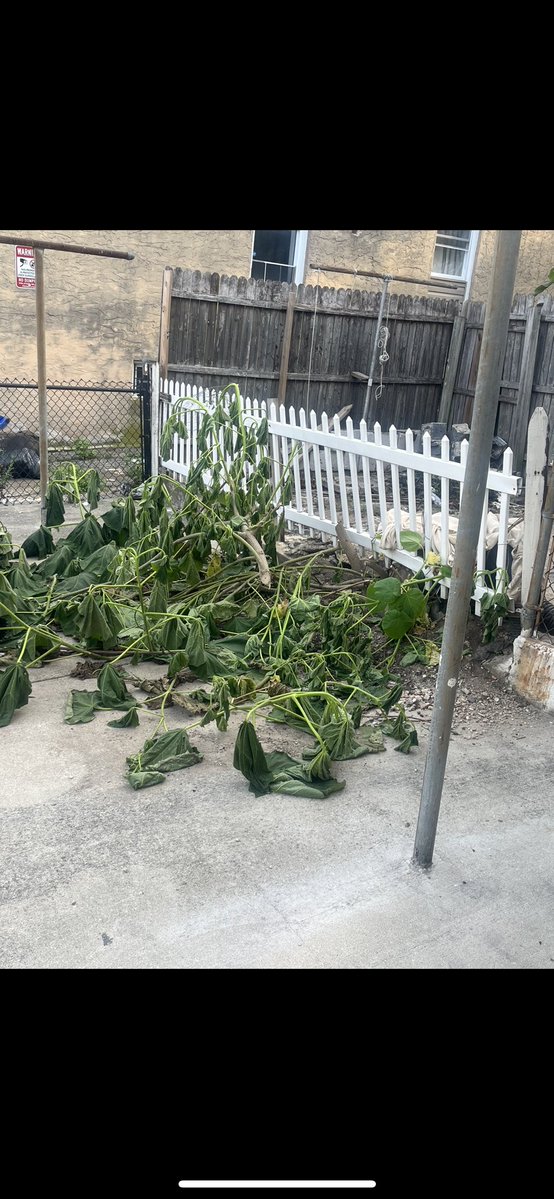foxxxitt's tweet photo. @kellrelevant Ehhh🥴 this was a whole damn tree lol https://t.co/enesKoh9ZP