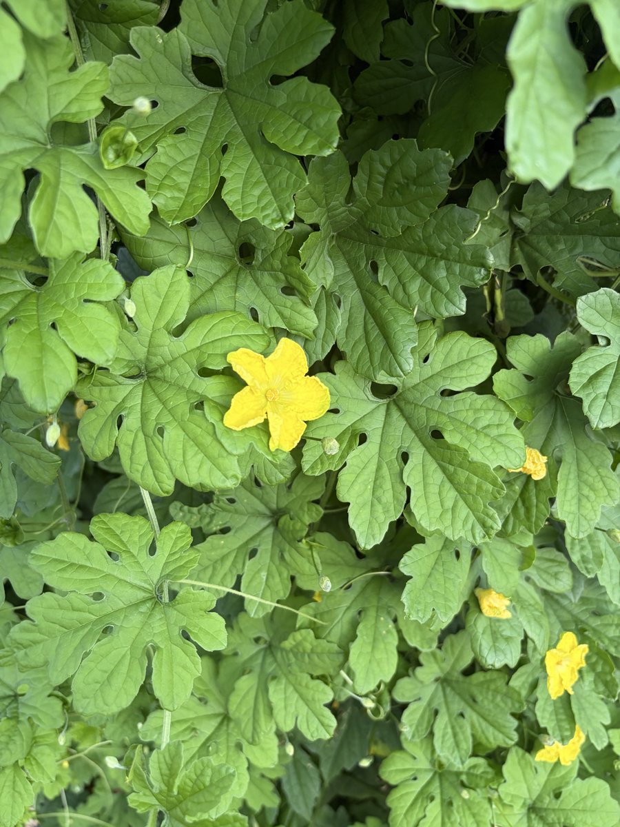 mai2429's tweet photo. お盆休みなかったから今日は有休とった。朝歩くのって気持ちいいよなぁ。花の名前などを覚えようと写真撮って調べてカキカキ。いつまでできる、これ。そして覚えられるのか？がんばれ脳みそ。ボケ防止だ。 https://t.co/l5UZjF2HeB