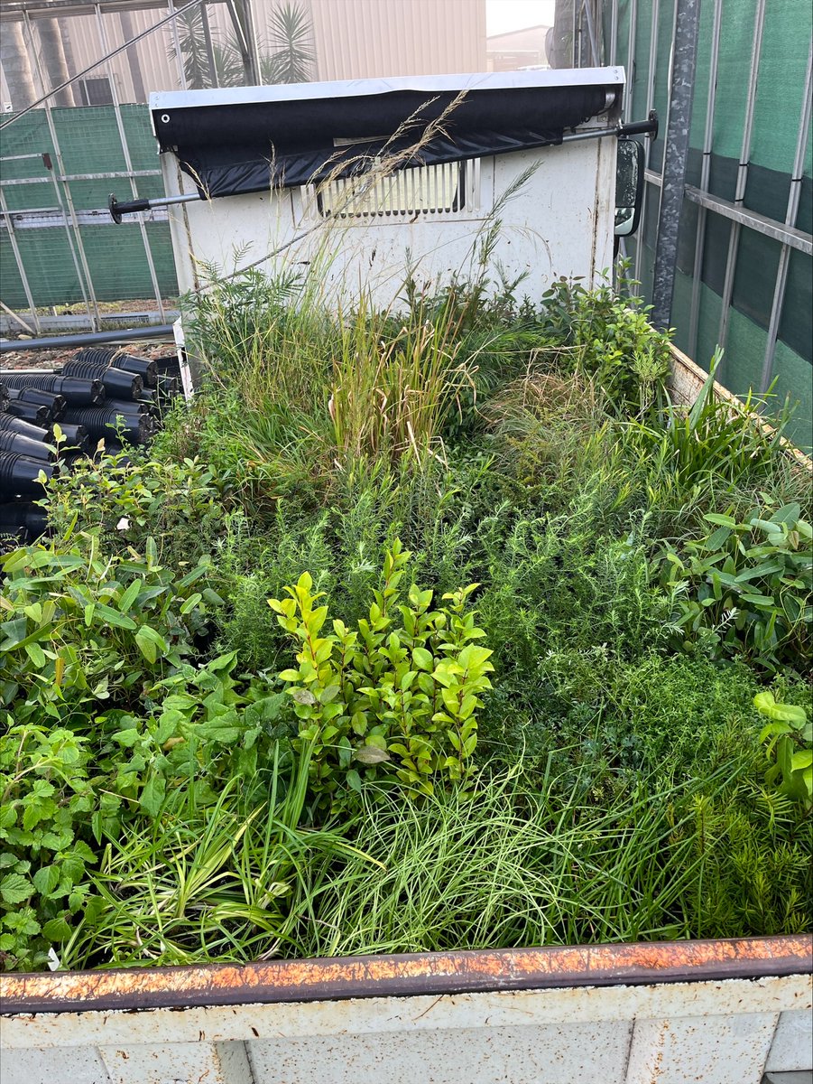 MuruMittigar's tweet photo. From seed collection/propagation to plant supply/installation, we provide high-quality, locally sourced native plants to support successful revegetation, restoration, and landscaping projects across our region.
#MuruMittigar #NativeNursery #Revegetation #NativePlants https://t.co/zoefpcCKl1