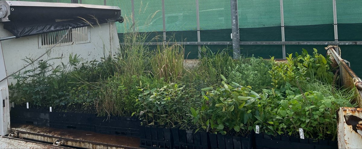 MuruMittigar's tweet photo. From seed collection/propagation to plant supply/installation, we provide high-quality, locally sourced native plants to support successful revegetation, restoration, and landscaping projects across our region.
#MuruMittigar #NativeNursery #Revegetation #NativePlants https://t.co/zoefpcCKl1