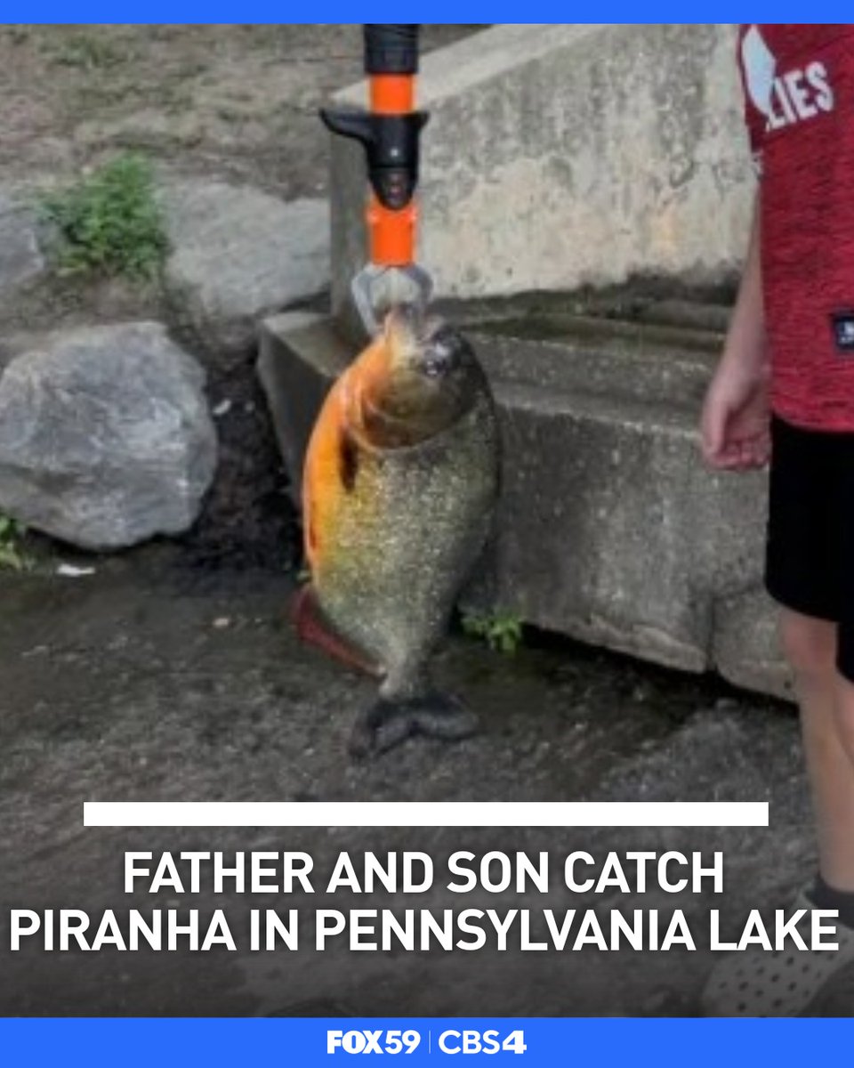 FOX59's tweet photo. A father and son reeled in quite the surprise while fishing in Pennsylvania— a piranha. 

Details: https://t.co/jP3oUBIVW4 https://t.co/8Wb0Y3OEiO