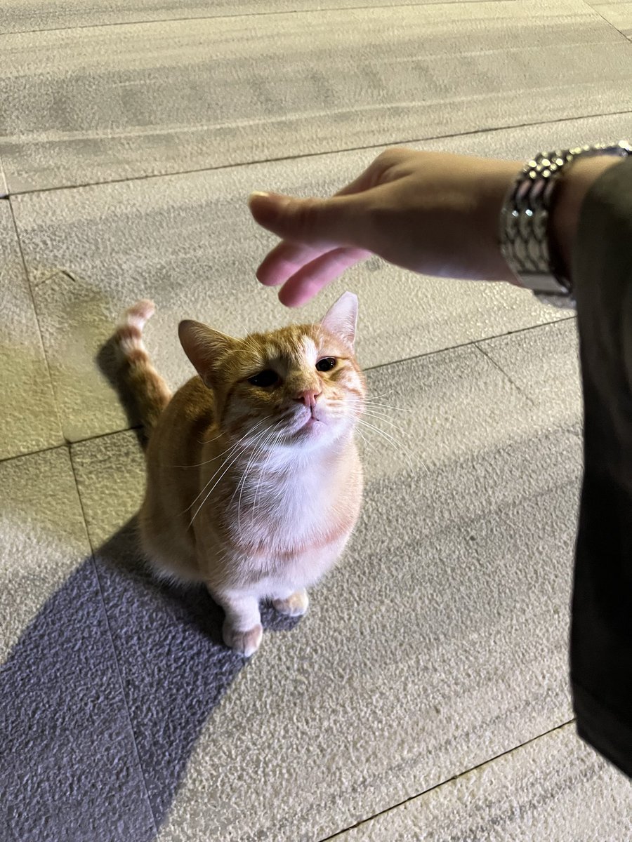 nisaeow's tweet photo. Bu bakışlarr neee bu naz bu cilve neeeee <3333 https://t.co/pXKvZRvre4