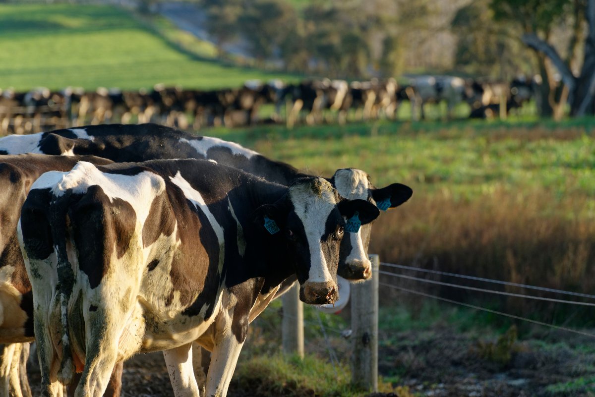 VicFarmers's tweet photo. Dairy farmers, listen up📢

Our VFF ‘State of the State: Victorian Farmer Priorities Survey’ is open until this Thursday.

What’s the biggest issue facing your farm? Red-tape, profitability, milk prices or something else?…we need you to tell us! https://t.co/wAXwZX8iNS https://t.co/ftcyMM44au