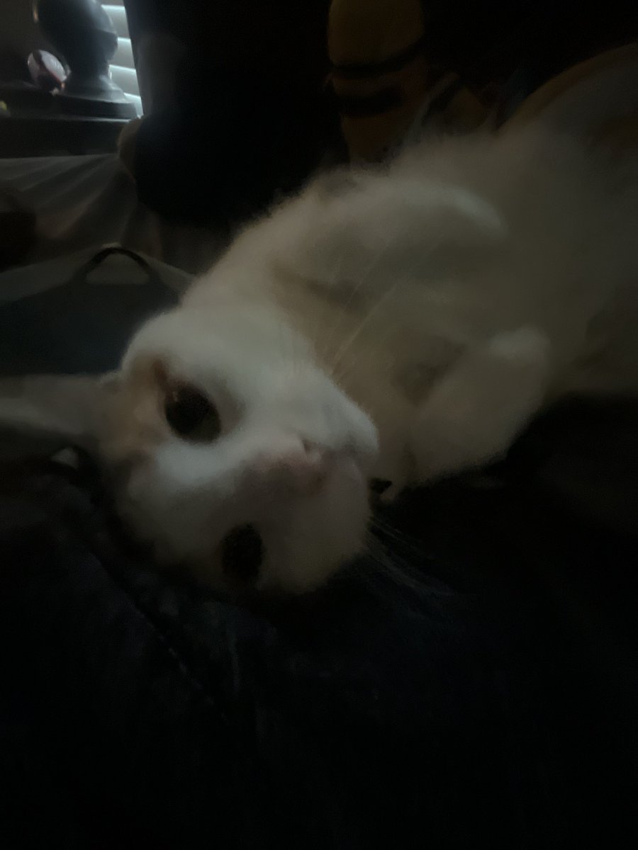 ghosthovnnd's tweet photo. my cat is so cute please look at her https://t.co/8dJtwqKeBD
