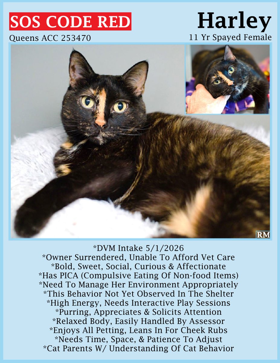 sachikoko's tweet photo. 🆘CODE RED🆘TBK TUE 8/18/26🆘🙏🏾PLZ SHARE🆘
🙏🏾PLZ #PLEDGE 2 SAVE MY LIFE
💘Sweet 11YO #Senior #Tortie Kitty "HARLEY"💘
😿Surrendered 4 Pet Health, Has A History Of PICA
🚨Needs #Adoption #Rescue #Foster🚨
▶️253470 https://t.co/eUIzf1qSvi
🙏🏽 #AdoptDontShop
#Queens #NYCACC #Cats https://t.co/LRnj7bzS8Y
