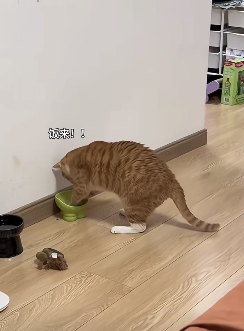 7dC9T5xn289i8's tweet photo. Just found warm cookies I baked this morning got eaten by my mischievous cat mid-cleaning the kitchen  small chaos, big joy.， https://t.co/swBNeQ1N7Y